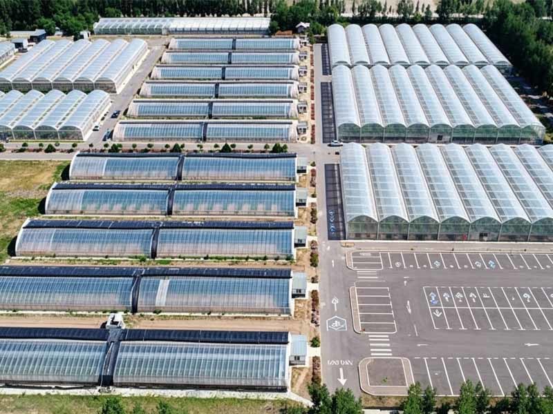 Agricultural Greenhouse & Grape Cultivation Steel Structure Project